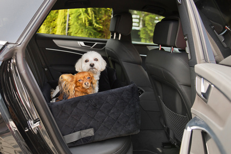 FOTELIK SAMOCHODOWY DLA PSA - MOLLY MEMORY CZARNY M