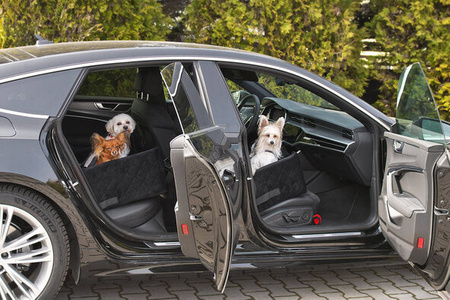 FOTELIK SAMOCHODOWY DLA PSA - MOLLY MEMORY CZARNY M